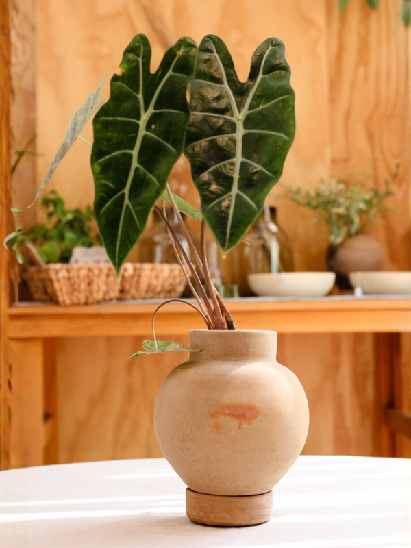 Maceta jarrón mini de barro