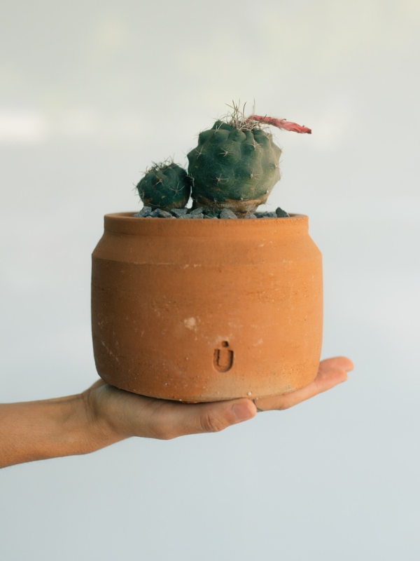 Maceta lechera baja mini