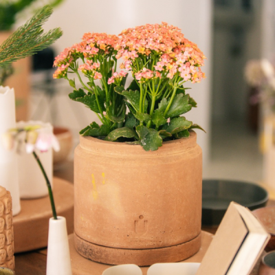 Maceta lechera mini extra chica