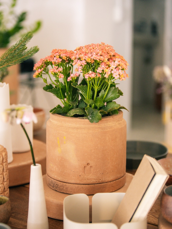 Maceta lechera mini extra chica