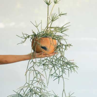 Maceta medio coco mini