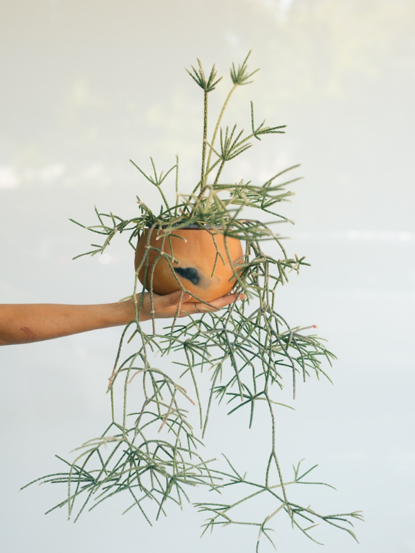 Maceta medio coco mini