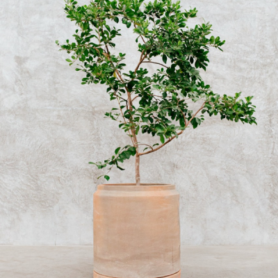 Maceta jumbo lechera