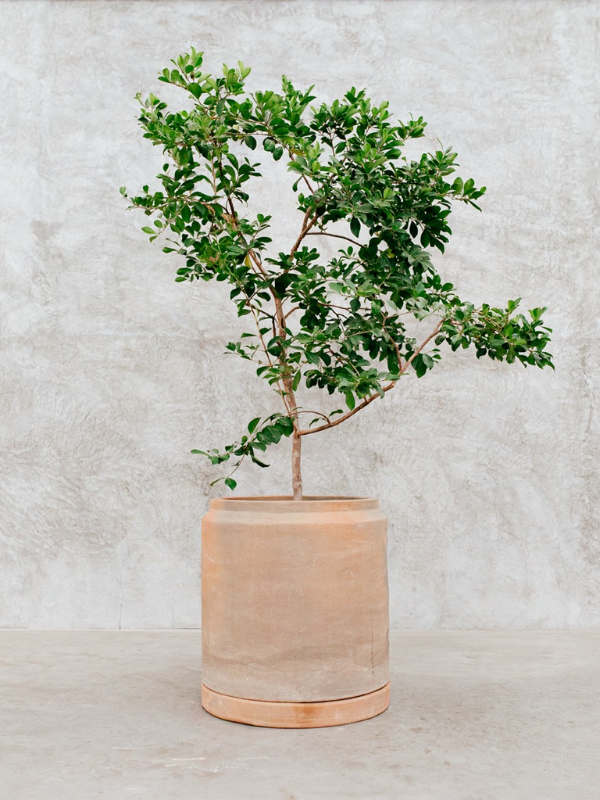 Maceta jumbo lechera