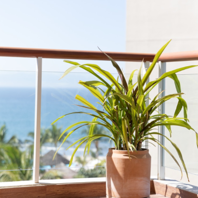 Maceta lechera chica