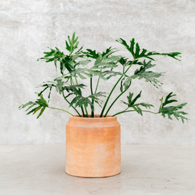 Maceta lechera grande