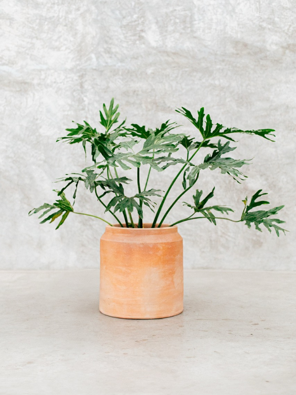 Maceta lechera grande